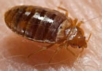 img-bedbug